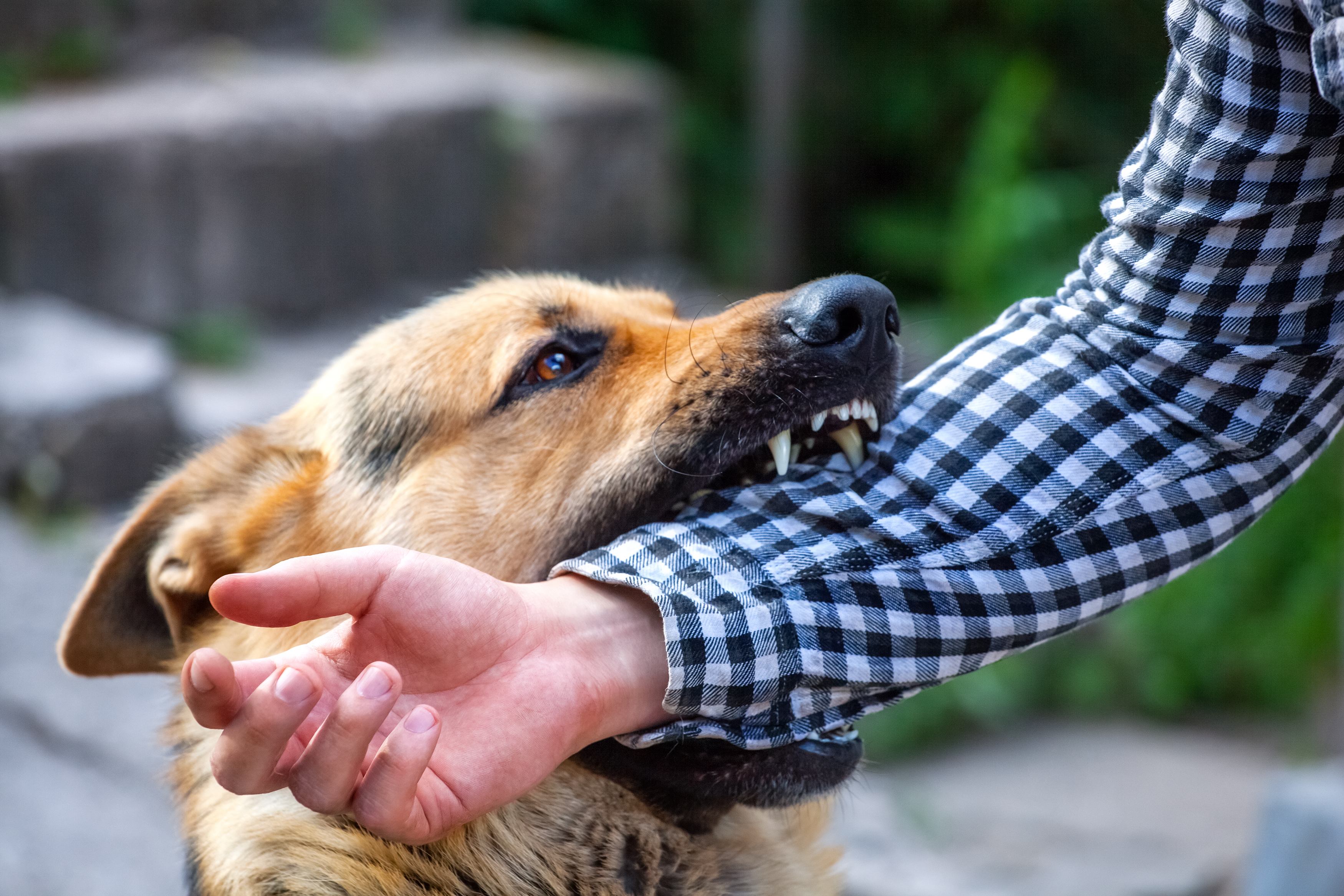 Your Legal Remedies if You’re Injured in a Dog Attack in New Jersey